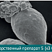 Медицина | Фармацевтика